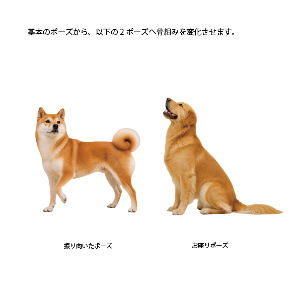 【9/7】犬の骨格イメージ講座 応用編