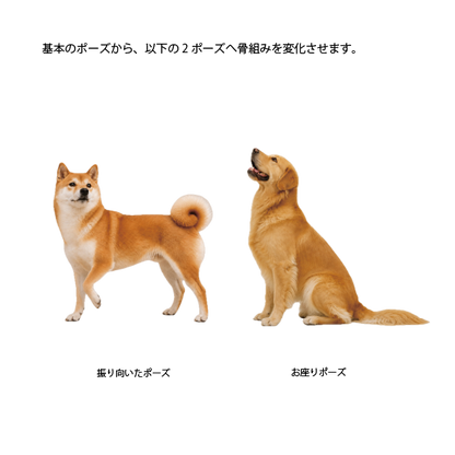 【9/7】犬の骨格イメージ講座 応用編