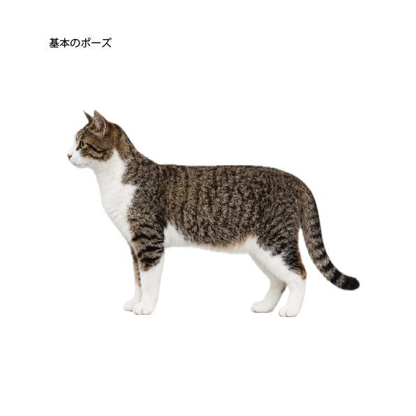【9/6】猫の骨格イメージ講座 応用編