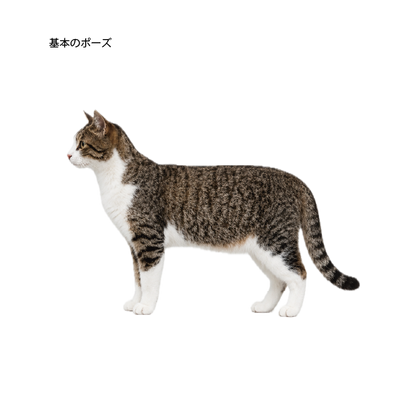 【9/6】猫の骨格イメージ講座 応用編