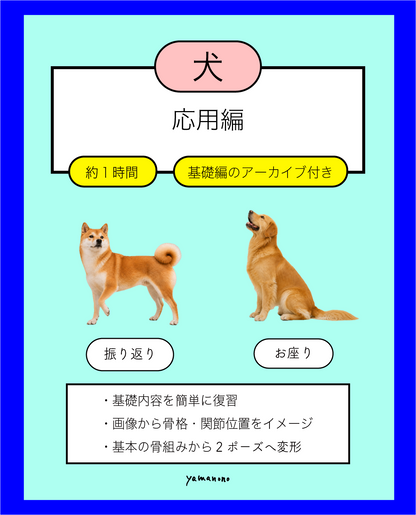 【9/7】犬の骨格イメージ講座 応用編