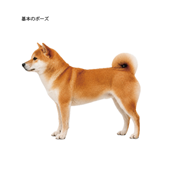 【9/7】犬の骨格イメージ講座 応用編