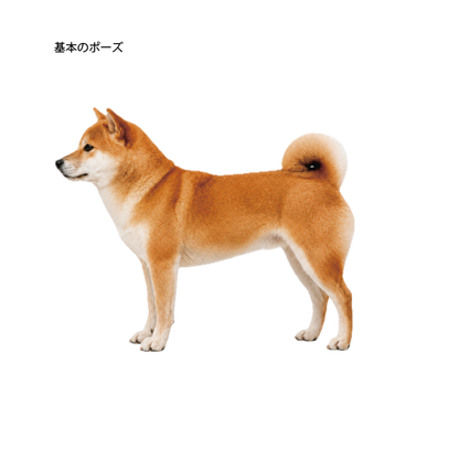 【9/7】犬の骨格イメージ講座 応用編