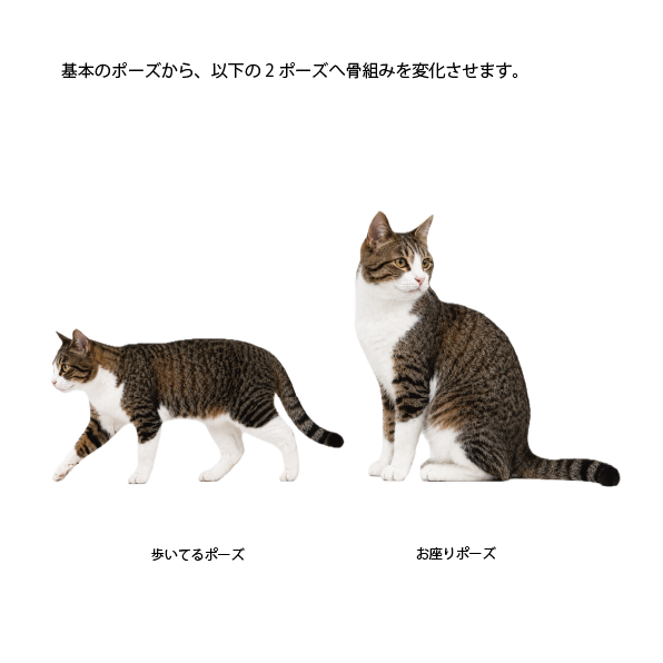 【9/6】猫の骨格イメージ講座 応用編