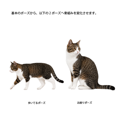 【9/6】猫の骨格イメージ講座 応用編