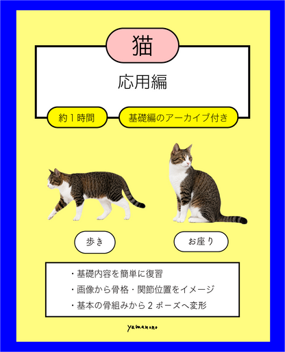 【9/6】猫の骨格イメージ講座 応用編